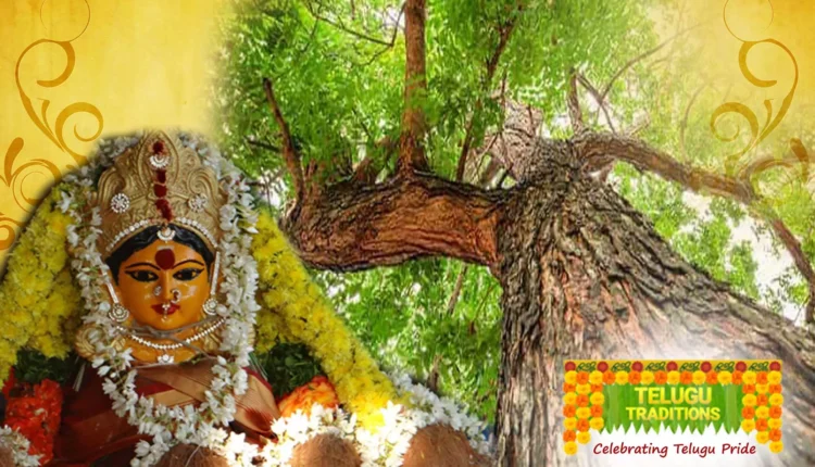 Telugu Traditions - Celebrations at Goddess Mahalakshmi Tree