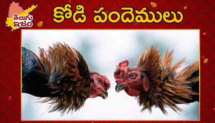 Telugu Traditions - Cockfight